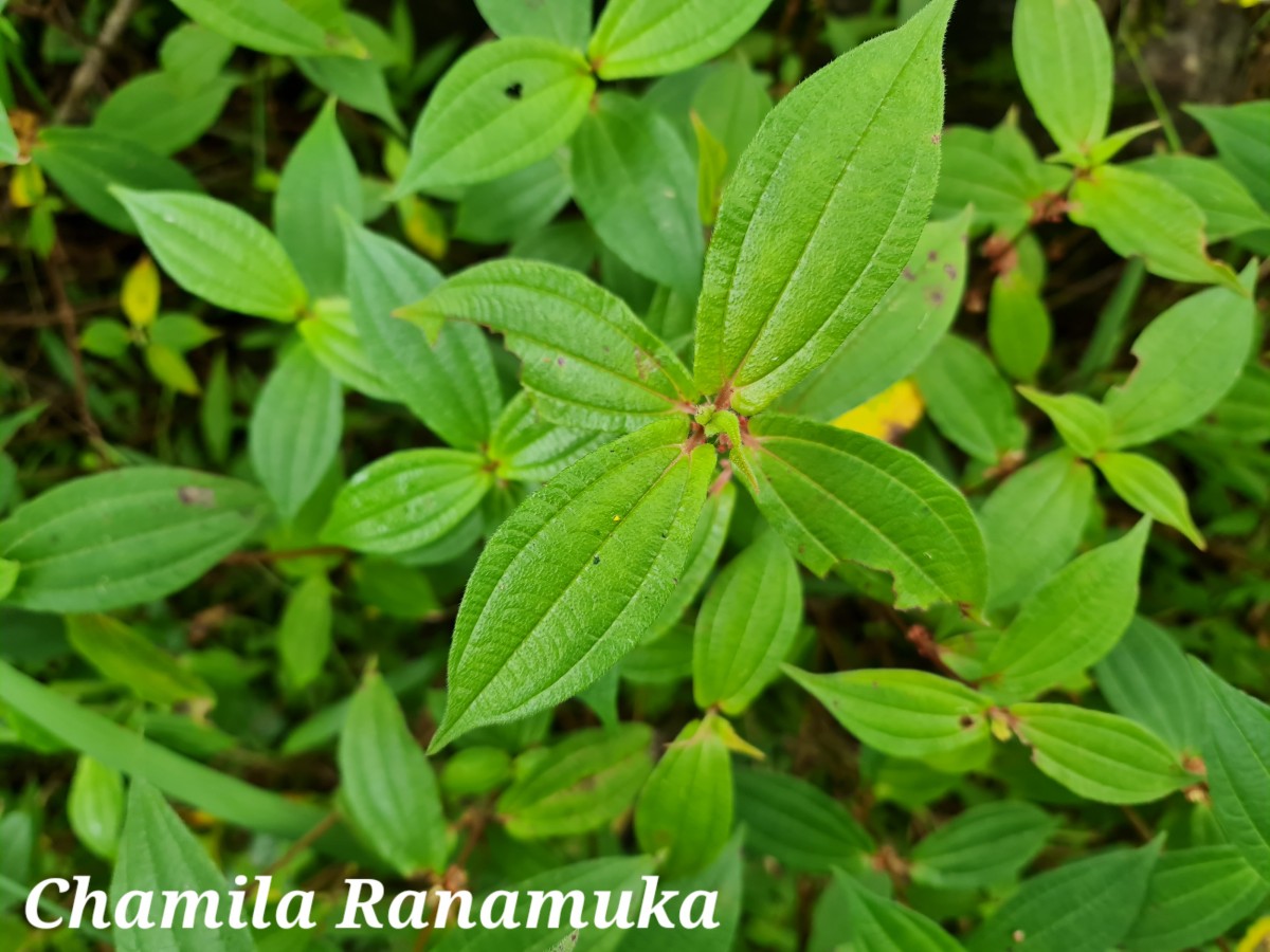 Gonostegia hirta (Hassk.) Miq.